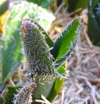 Super frost, -4.6 on 13/8/05 in Blackheath